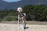 DALMATIEN 256